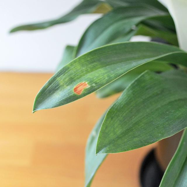 観葉植物 万年青 5.5号 葉の拡大