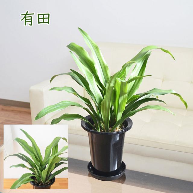 観葉植物 万年青 5.5号 有田