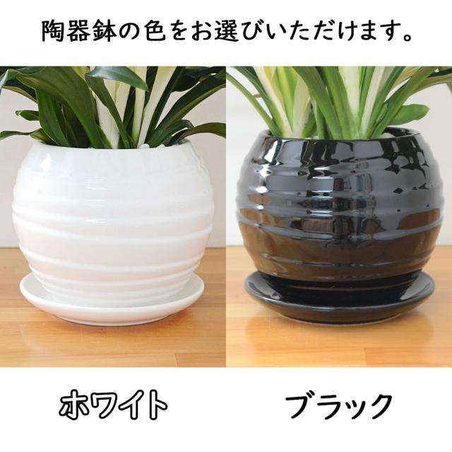 観葉植物 万年青 陶器鉢 陶器鉢の拡大