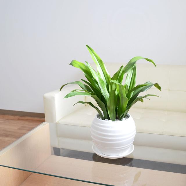 観葉植物 万年青 陶器鉢 イメージ