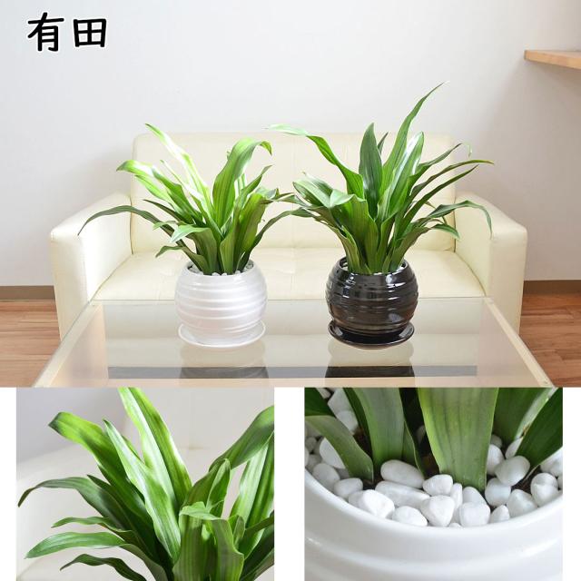 観葉植物 万年青 陶器鉢 有田