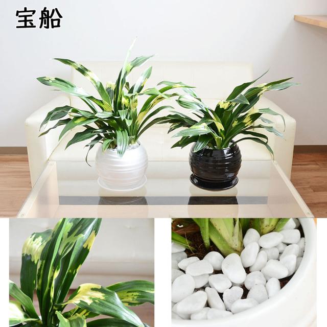 観葉植物 万年青 陶器鉢 宝船
