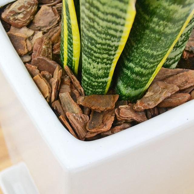 観葉植物 サンスベリア 7号陶器鉢 土の表面の拡大