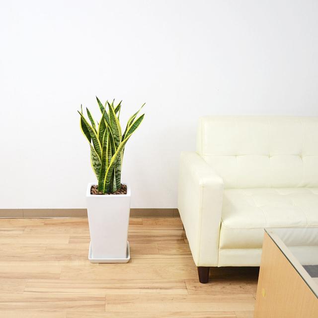 観葉植物 サンスベリア 7号陶器鉢 イメージ