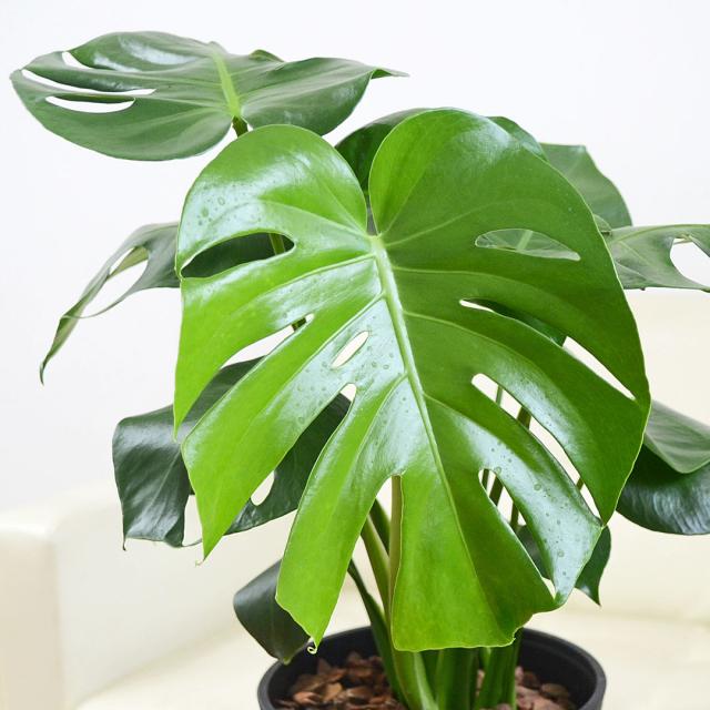 観葉植物 モンステラ 6号 セラアート鉢 葉の拡大