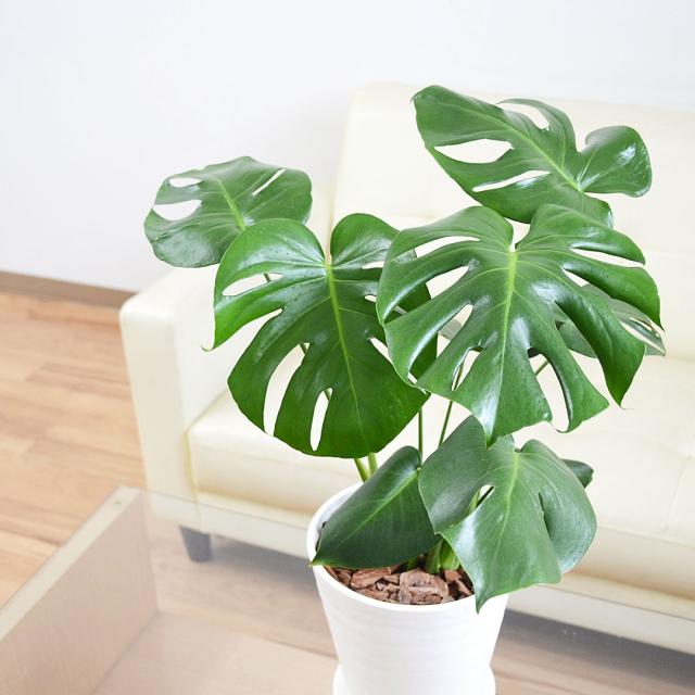 観葉植物 モンステラ 6号 セラアート鉢 イメージ2