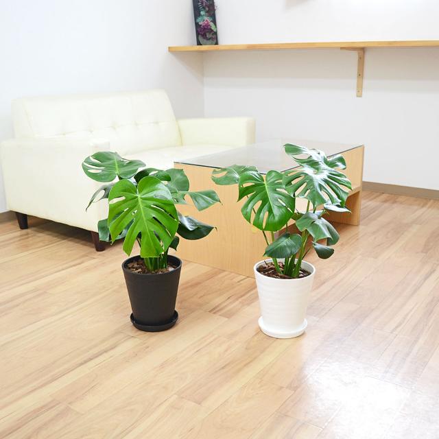 観葉植物 モンステラ 6号 セラアート鉢 イメージ3