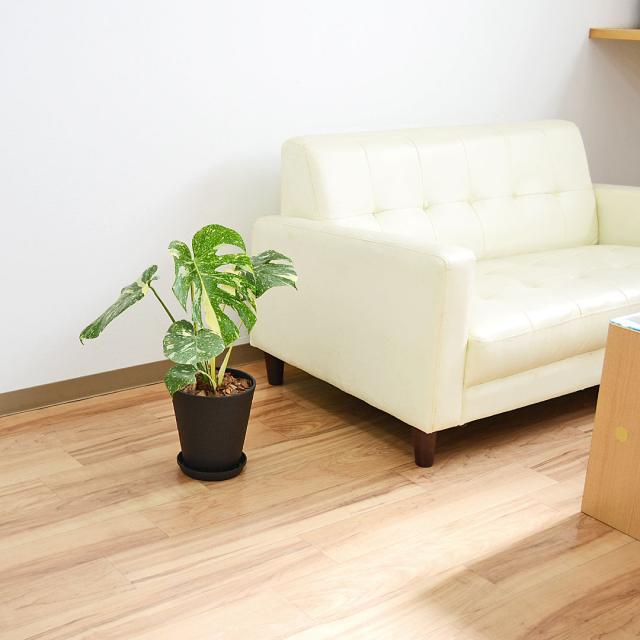 観葉植物 モンステラ タイコンステレーション 6号 セラアート鉢 イメージ