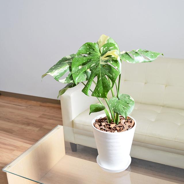 観葉植物 モンステラ タイコンステレーション 6号 セラアート鉢 イメージ2