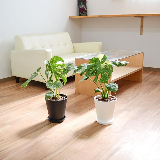 観葉植物 モンステラ タイコンステレーション 6号 セラアート鉢 イメージ3
