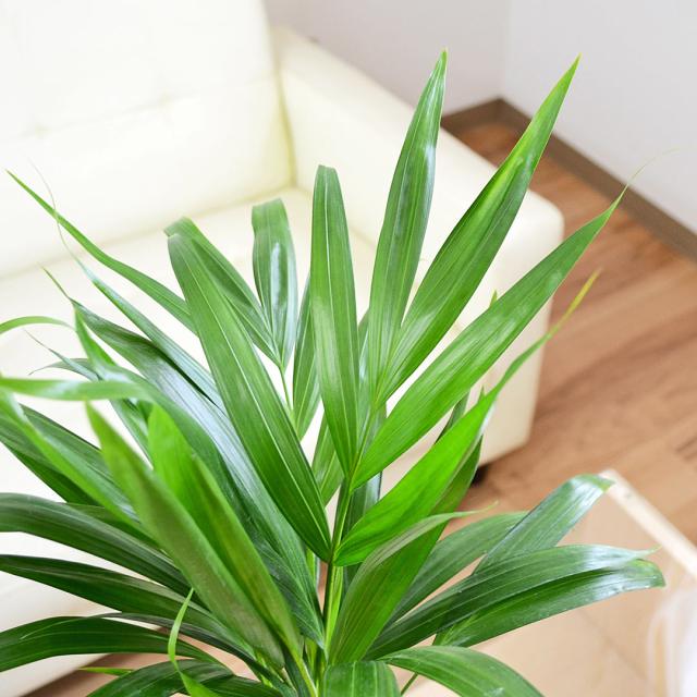 観葉植物 アレカヤシ 4号 陶器鉢 葉の拡大