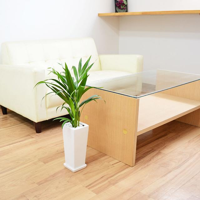観葉植物 アレカヤシ 4号 陶器鉢 イメージ