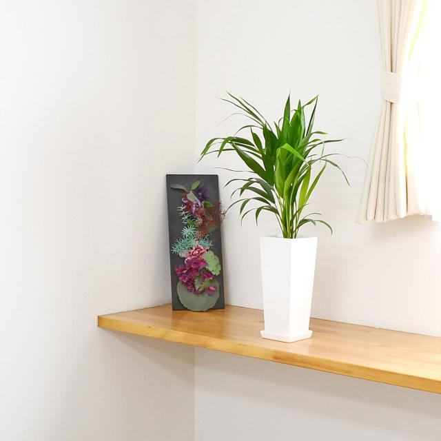 観葉植物 アレカヤシ 4号 陶器鉢 イメージ2