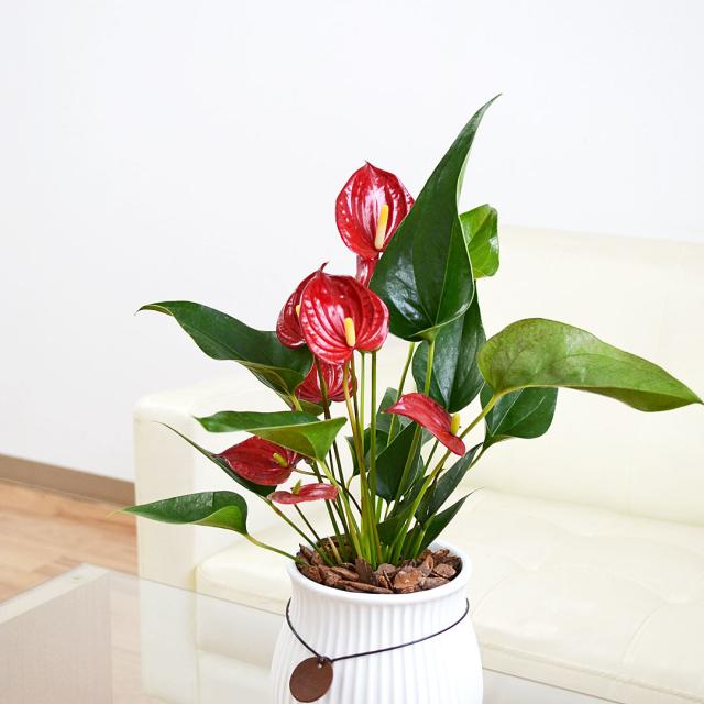 観葉植物 アンスリウム 4号陶器鉢 イメージ2