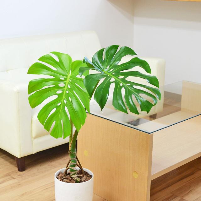 観葉植物 モンステラ 幹上がり 陶器鉢 イメージ