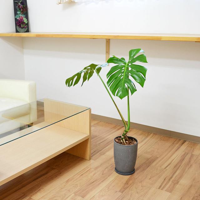 観葉植物 モンステラ 幹上がり 陶器鉢 イメージ2