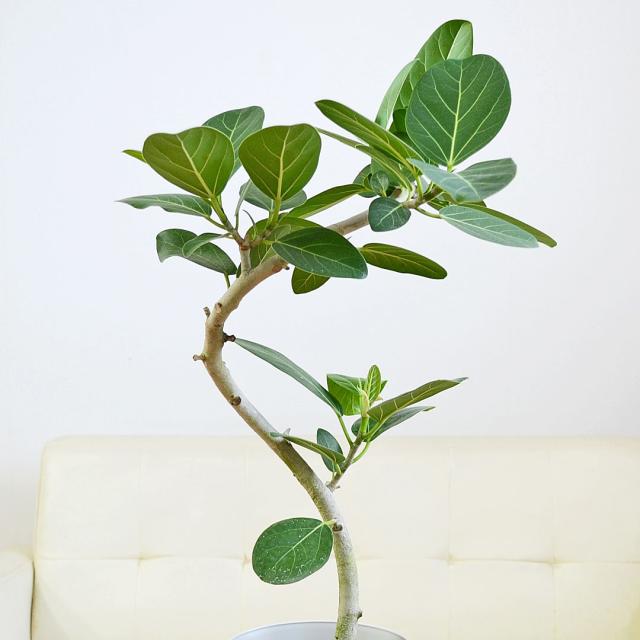 観葉植物 ベンガレンシス 曲がり プラ鉢カバー付き 6号 土の表面の拡大
