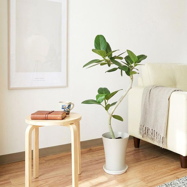 観葉植物 ベンガレンシス 曲がり プラ鉢カバー付き 6号 イメージ2