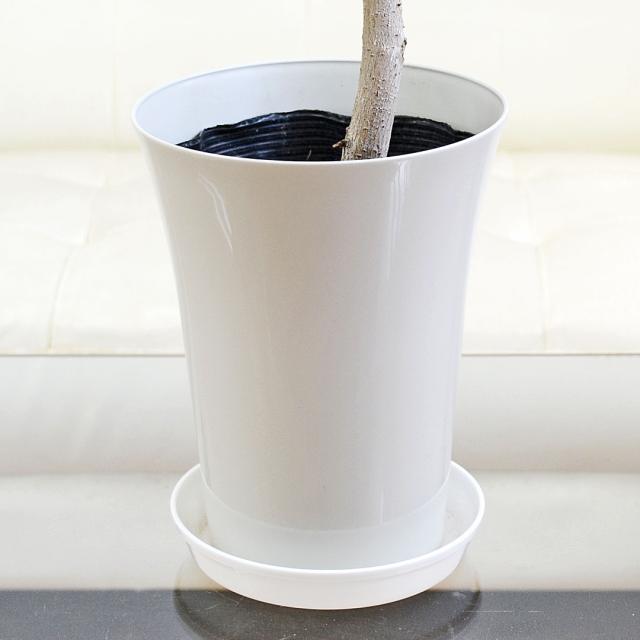 観葉植物 アルテシーマ 曲がり プラ鉢カバー付き 6号 鉢の拡大