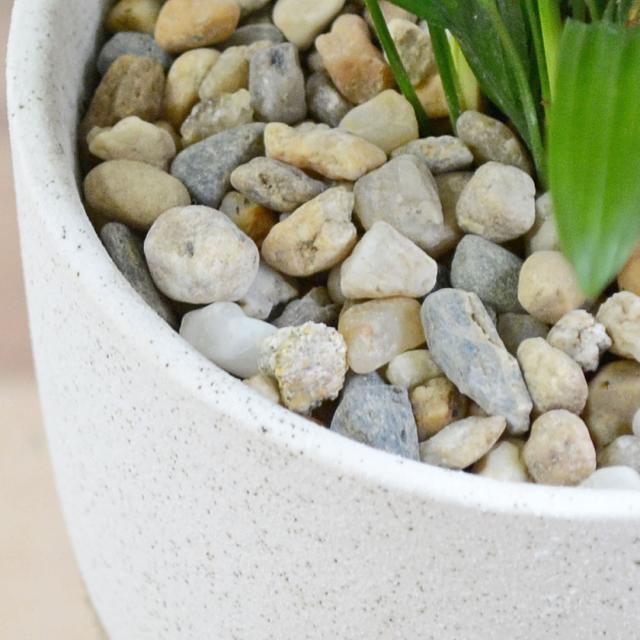 観葉植物 観音竹 4号 陶器鉢 土の表面の拡大