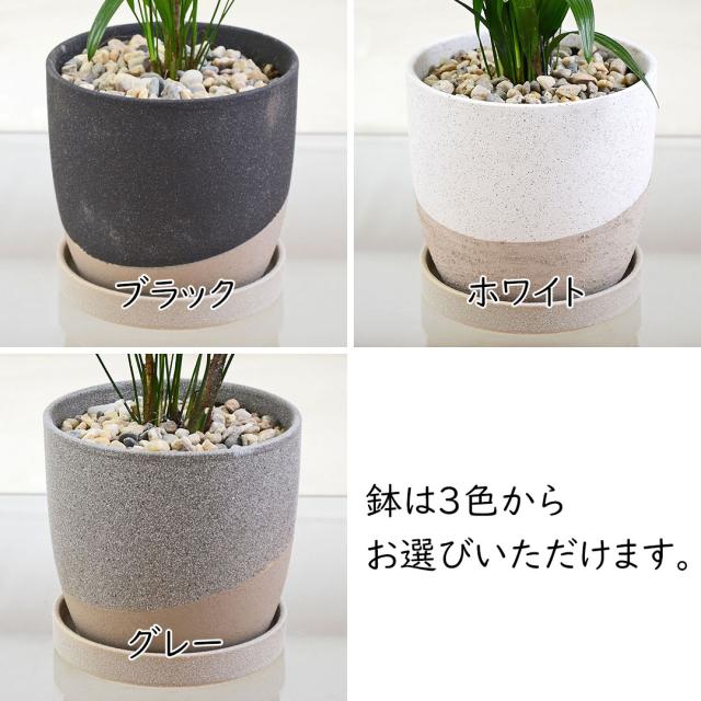 観葉植物 観音竹 4号 陶器鉢 陶器鉢の拡大