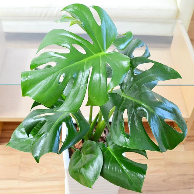 観葉植物 モンステラ 陶器鉢 7号 葉の拡大