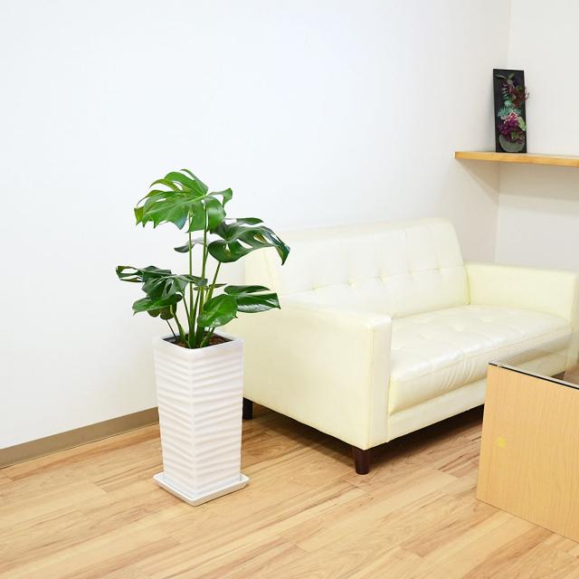 観葉植物 モンステラ 陶器鉢 7号 イメージ