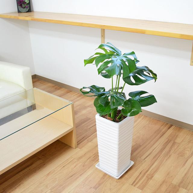 観葉植物 モンステラ 陶器鉢 7号 イメージ2