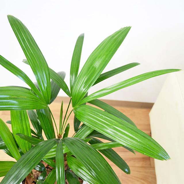 観葉植物 観音竹 円柱形陶器鉢 葉の拡大