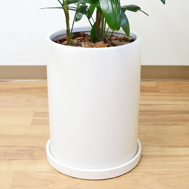 観葉植物 観音竹 円柱形陶器鉢 陶器鉢の拡大