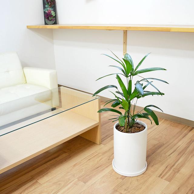 観葉植物 観音竹 円柱形陶器鉢 イメージ