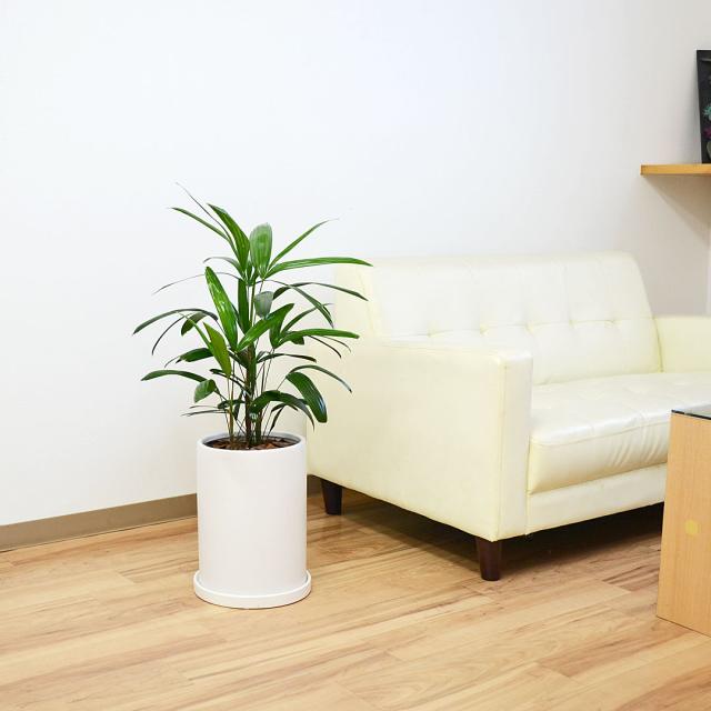 観葉植物 観音竹 円柱形陶器鉢 イメージ2