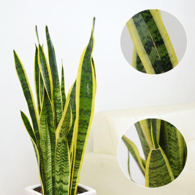 観葉植物 サンスベリア 千段陶器鉢 葉の拡大