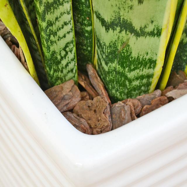 観葉植物 サンスベリア 千段陶器鉢 土の表面の拡大