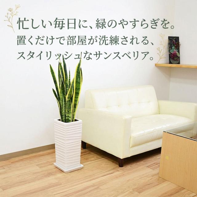 観葉植物 サンスベリア 千段陶器鉢 イメージ
