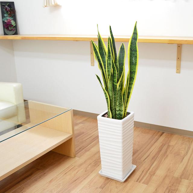 観葉植物 サンスベリア 千段陶器鉢 イメージ2