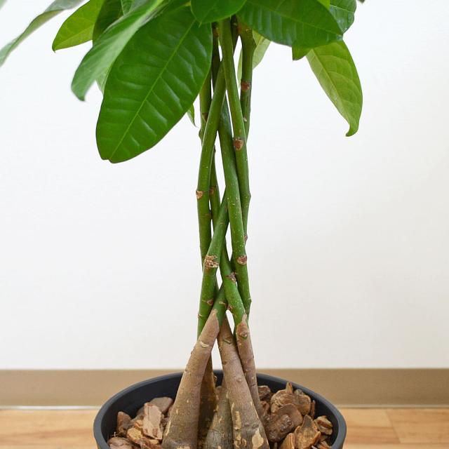 観葉植物 パキラ セラアート鉢 7号 幹の拡大