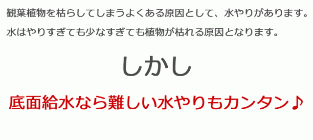 観葉植物 底面給水 3鉢セット 水やりタイトル