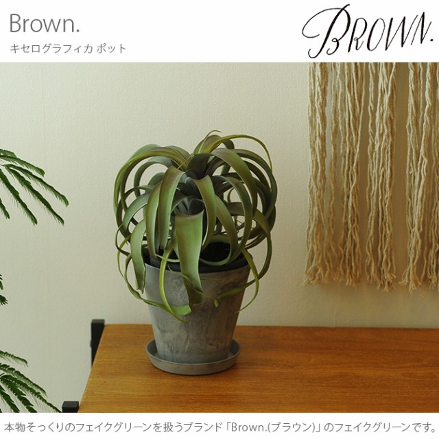 Brown. ブラウン キセログラフィカ ポット  観葉植物 フェイクグリーン イミテーションフラワー 造花 ディスプレイ ボタニカル 植物 多肉植物 インテリア おしゃれ  