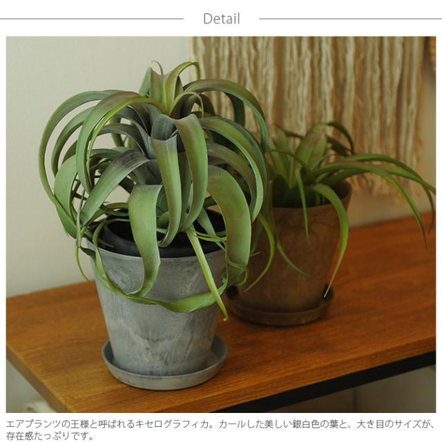 Brown. ブラウン キセログラフィカ ポット  観葉植物 フェイクグリーン イミテーションフラワー 造花 ディスプレイ ボタニカル 植物 多肉植物 インテリア おしゃれ  