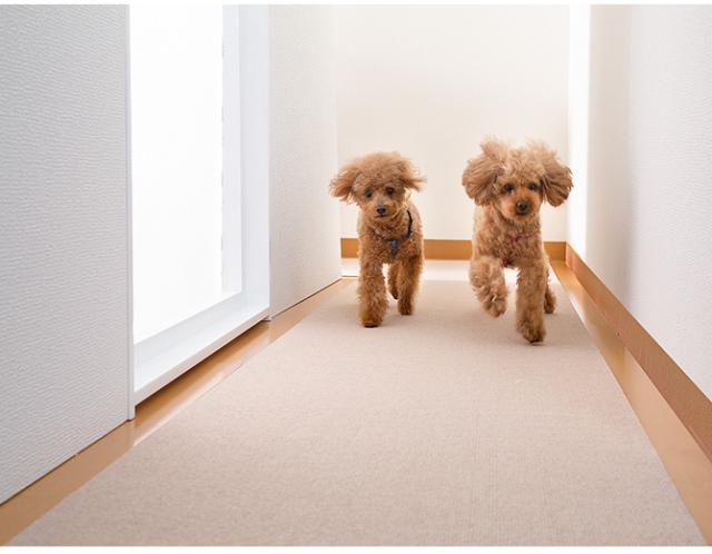 SANKO(サンコー) ペット用床保護マット 60×120cm 犬 猫 ペット用 マット 撥水加工 おくだけ吸着 フロアマット 傷防止 汚れ防止 ずれない