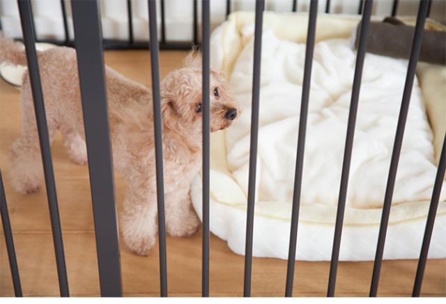 スカンジナビアンペットデザイン スカンジナビアンペットケージ XXL  犬用 犬 ペット ケージ 組み立て式 シンプル デザイン ホワイト ブラック おしゃれ  