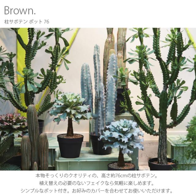 Brown. ブラウン 柱サボテン ポット 76 