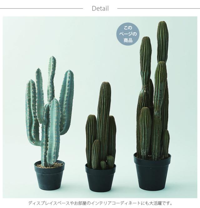 Brown. ブラウン 柱サボテン ポット 91 