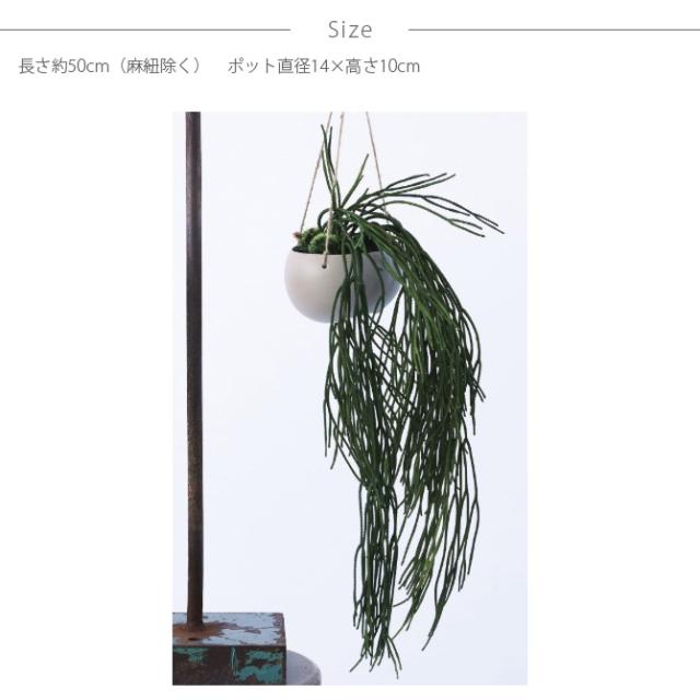 Brown. ブラウン フェイクグリーン リプサリス ハンギングポット 