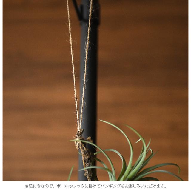 Brown. ブラウン フェイクグリーン アレンジメント 着生 64 