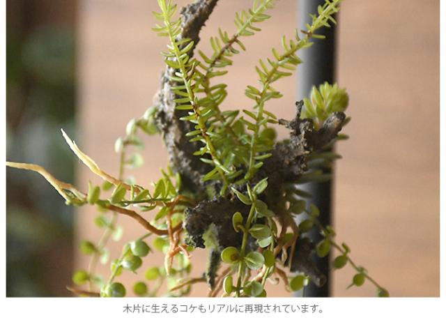 Brown. ブラウン アレンジメント 着生 47 