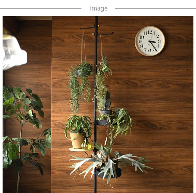 Brown. ブラウン アレンジメント 着生 47 