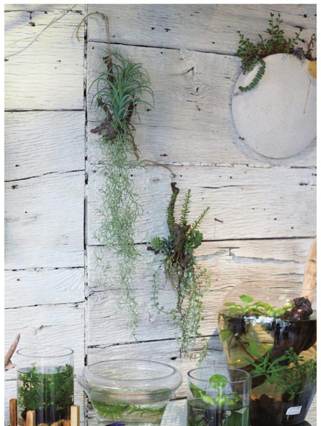 Brown. ブラウン アレンジメント 着生 47 