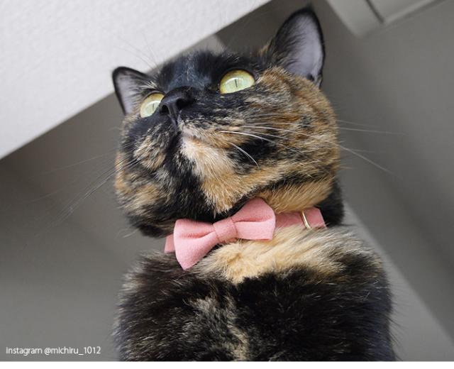 uminecco ウミネッコ セーフティ猫首輪 リボン  猫用 猫 首輪 猫首輪 カラー リボン 可愛い シンプル 上品 無地  